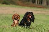 CAVALIER KING CHARLES 715